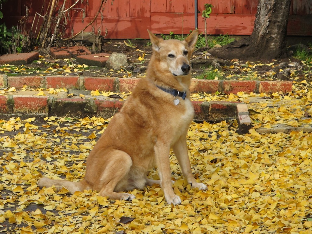Rex last fall in our backyard.