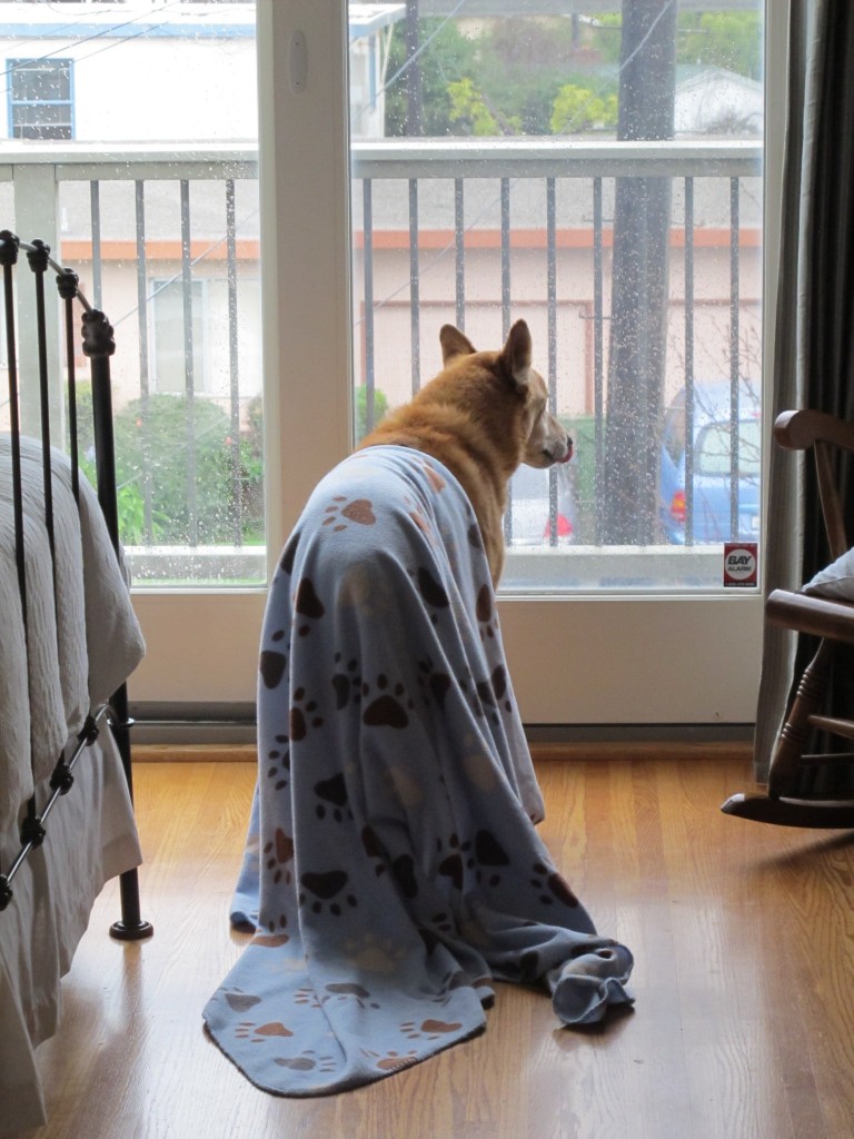 One of my favorite photos of Rex - waiting for the rain to stop so we can go on a walk.
